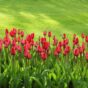 Floriculturas de Mamborê