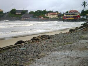 Litoral paranaense- Morretes/PR. Foto: LIMA, 2007.