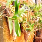 Orquídeas da sra. Verusca em Janiópolis