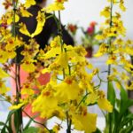 Exposição de orquídeas Mamborê