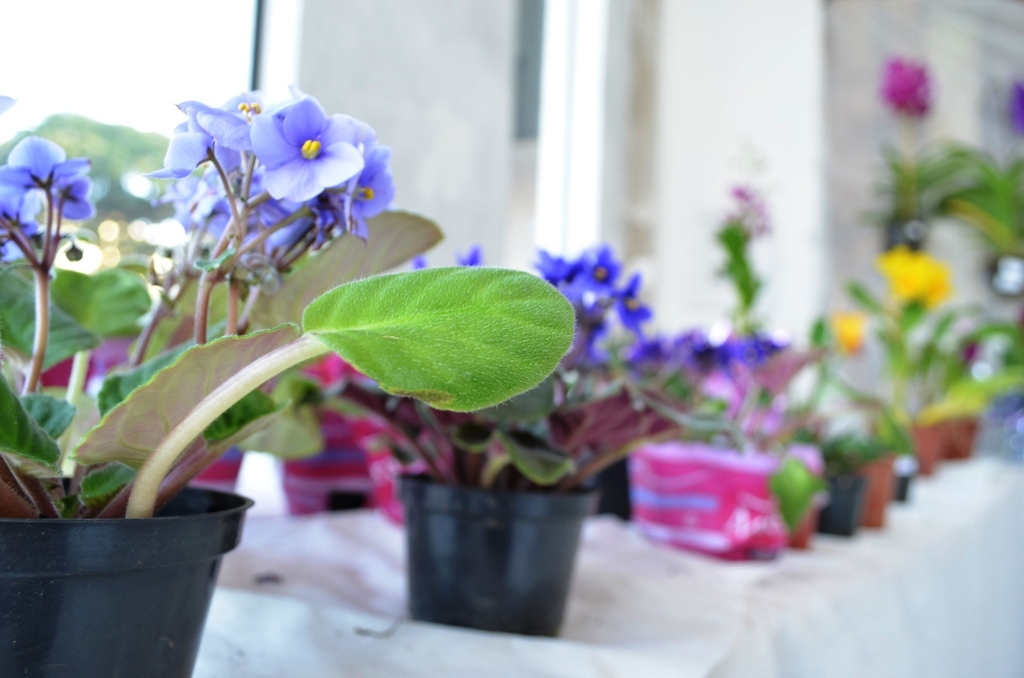 Exposição de orquídeas Mamborê
