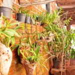 Orquídeas em Janiópolis