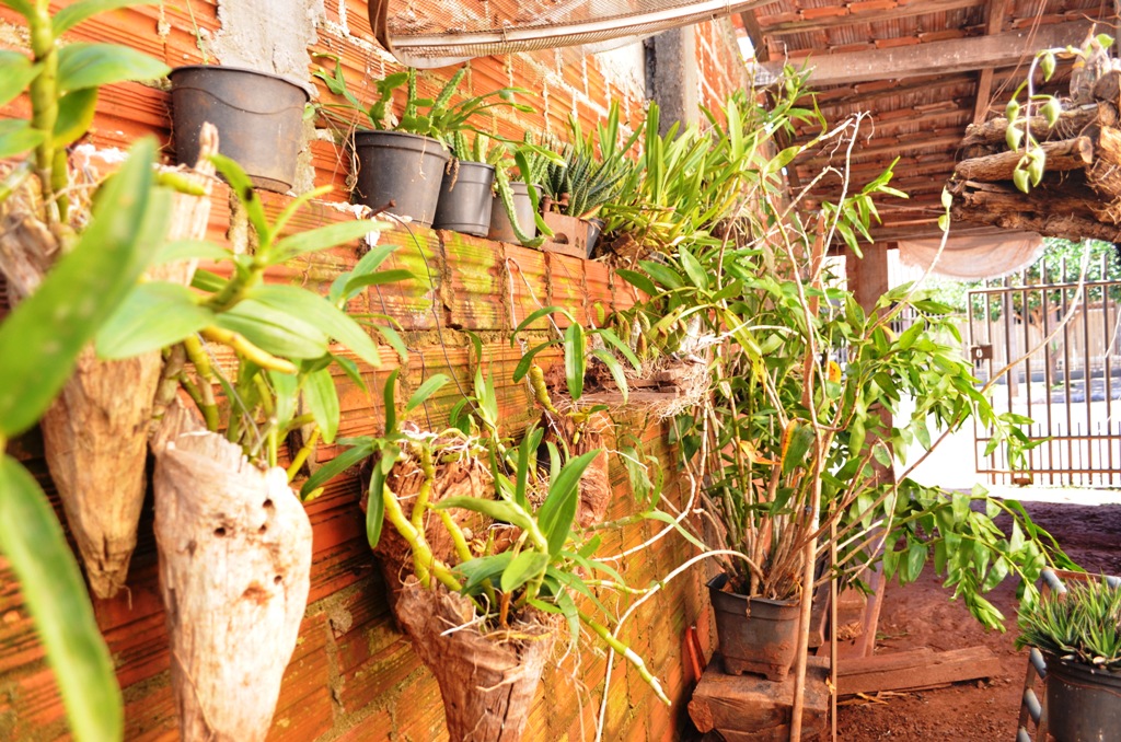 Orquídeas em Janiópolis