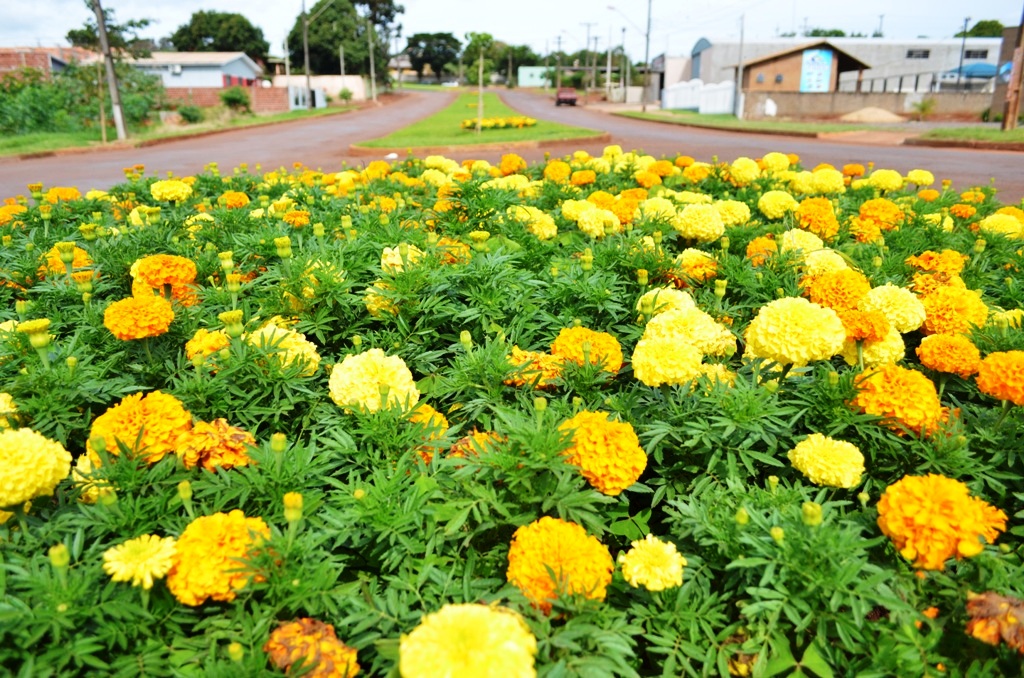 Canteiro em Ubiratã