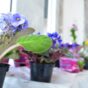 Horquiflores