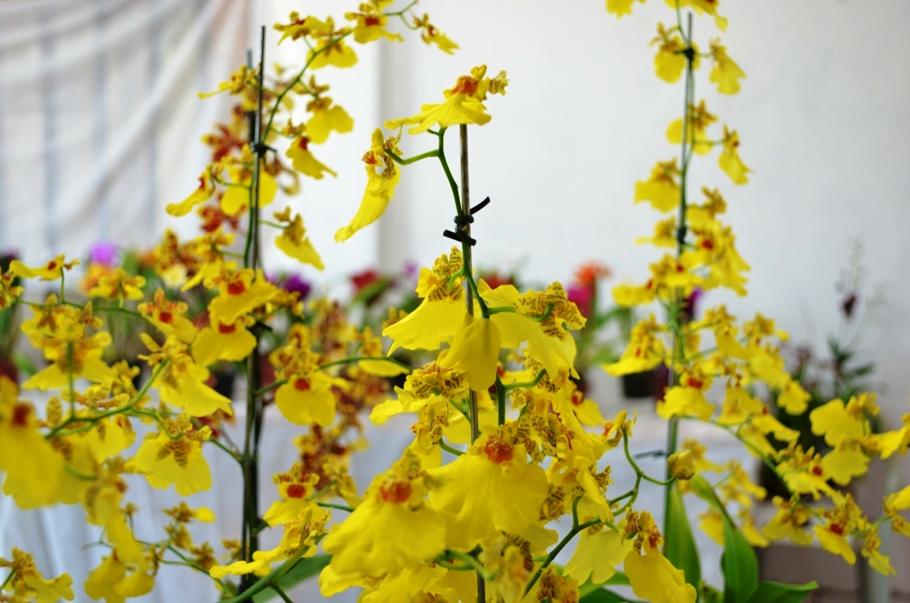 Exposição de orquídeas Mamborê