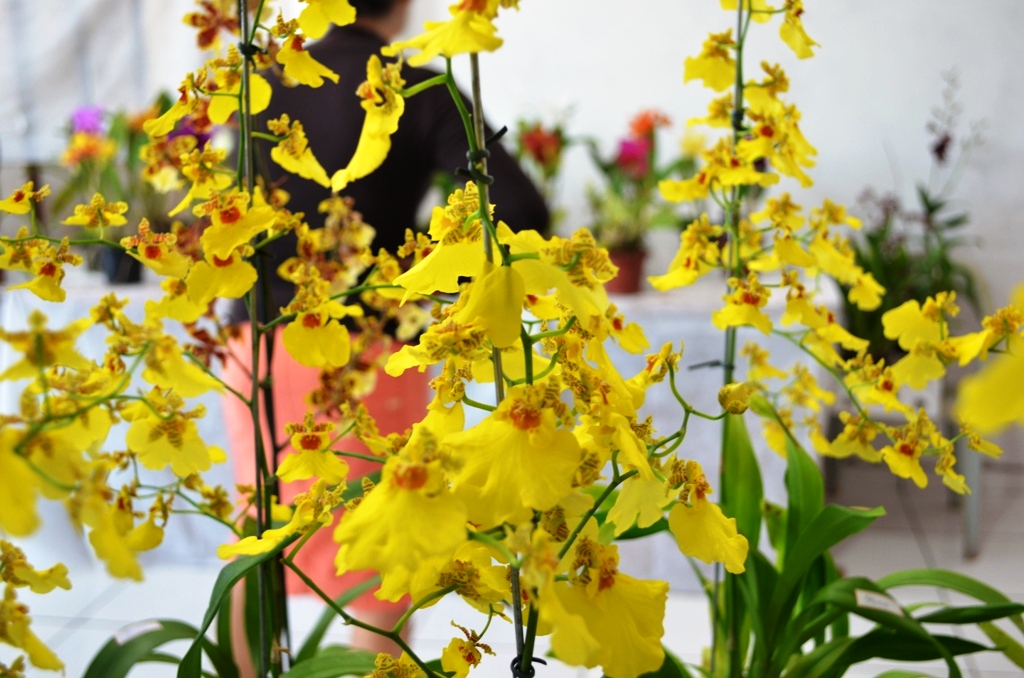 Exposição de orquídeas Mamborê