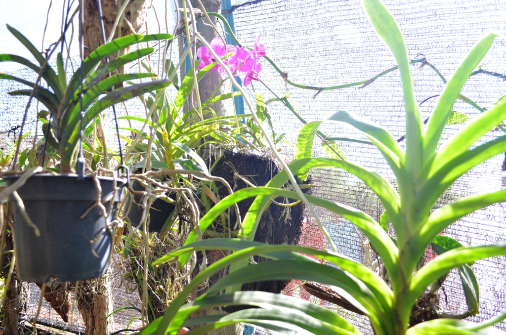 Orquídeas em Janiópolis