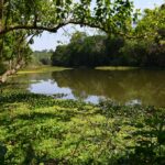 Parque Estadual Vila Rica do Espírito Santo