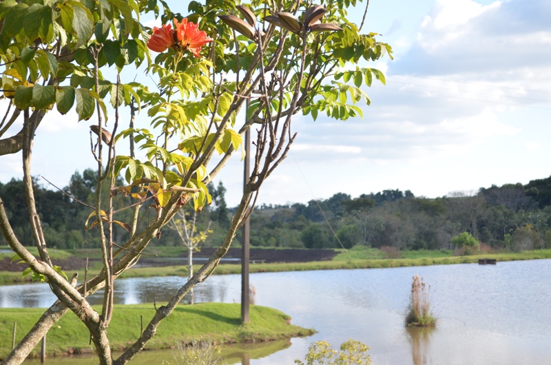 Pesqueiro do Lago - Campina da lagoa