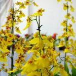 Exposição de orquídeas Mamborê