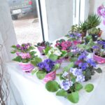 Exposição de orquídeas Mamborê