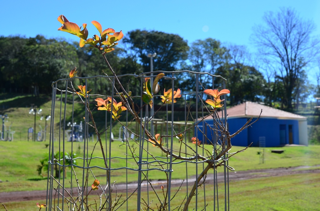 Parque do lago de Mamborê
