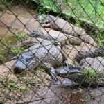 Zoológico Municipal Danilo Galafassi