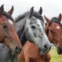 Cavalgadas previstas para 2020 no Paraná