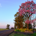 Rodovia BR 369 entre Mamborê e Boa Esperança