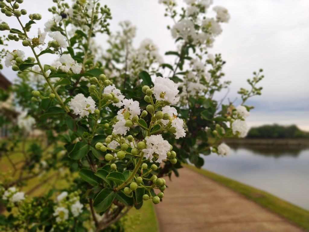 Parque do Lago Mamborê