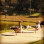 Aspectos gerais do Parque Ecológico Prefeito Armando Alves de Souza