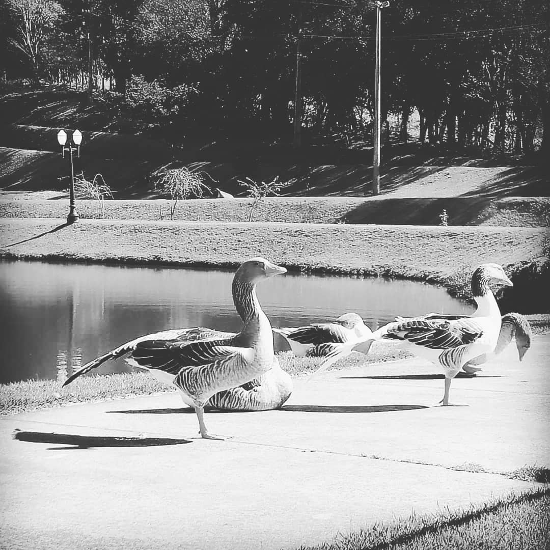 Parque do lago de Mamborê - Paraná